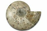 Cut & Polished Ammonite Fossil (Half) - Madagascar #347834-1